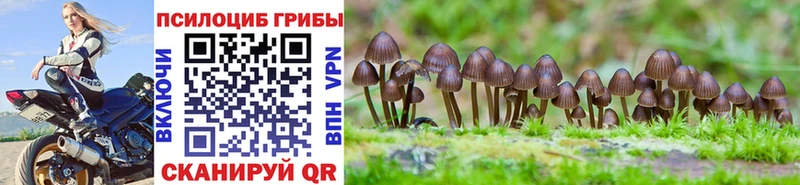 наркота  Никольское  Галлюциногенные грибы Psilocybine cubensis 
